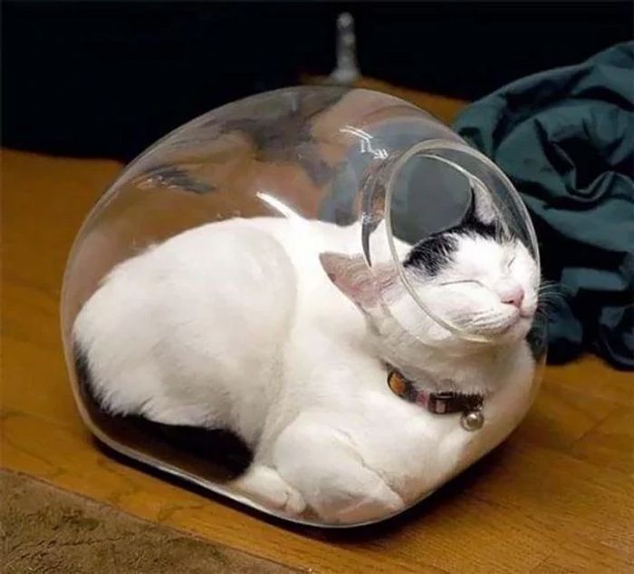 17 gatos que não conseguem resistir a espaços pequenos e aconchegantes 17
