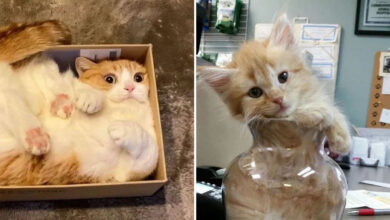 17 gatos que não conseguem resistir a espaços pequenos e aconchegantes 48