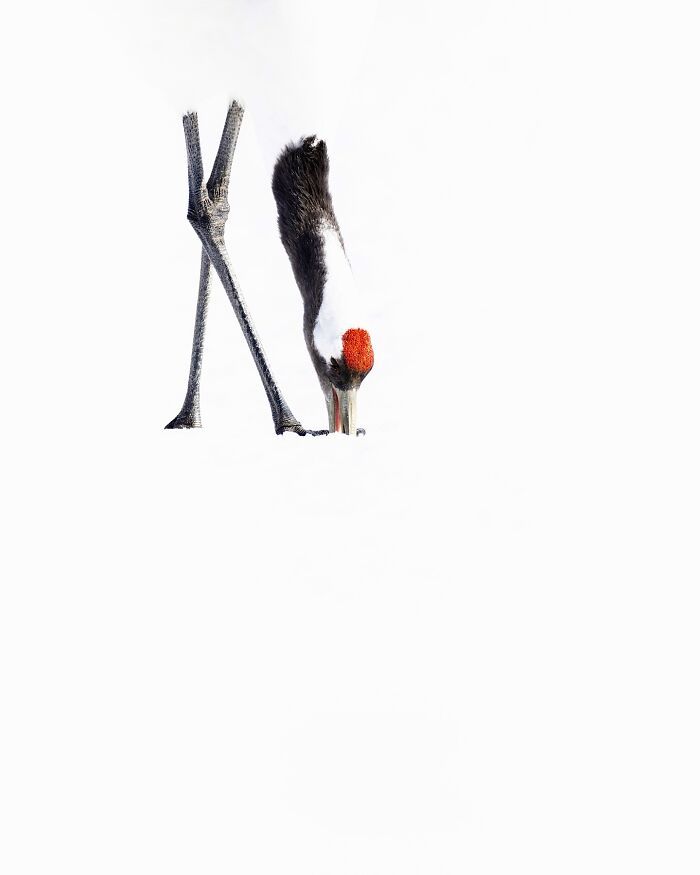 32 registros incríveis que provam por que Sean Weekly é um mestre da fotografia animal 1