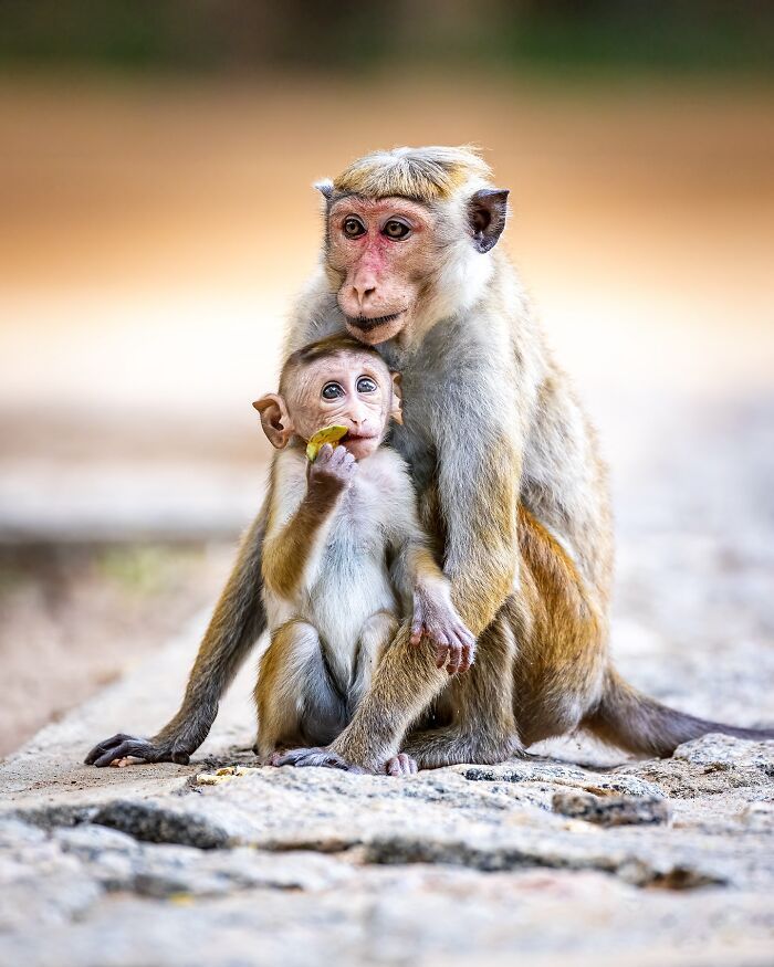 32 registros incríveis que provam por que Sean Weekly é um mestre da fotografia animal 17