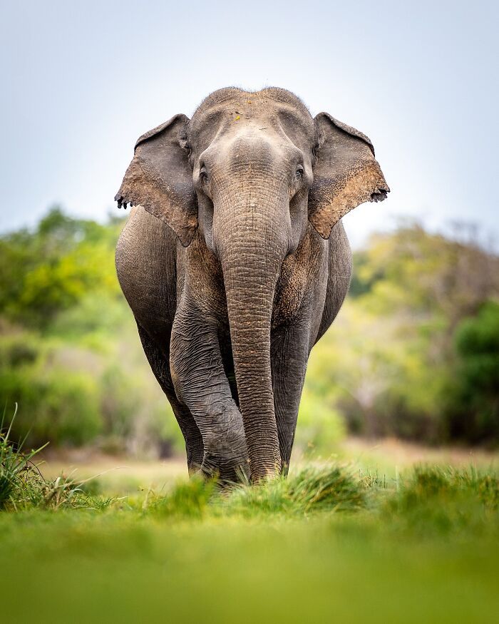 32 registros incríveis que provam por que Sean Weekly é um mestre da fotografia animal 19