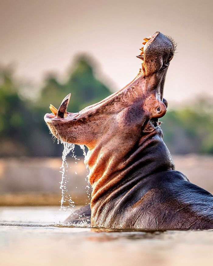 32 registros incríveis que provam por que Sean Weekly é um mestre da fotografia animal 25