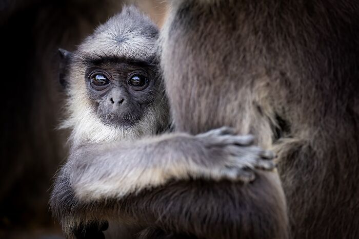 32 registros incríveis que provam por que Sean Weekly é um mestre da fotografia animal 29