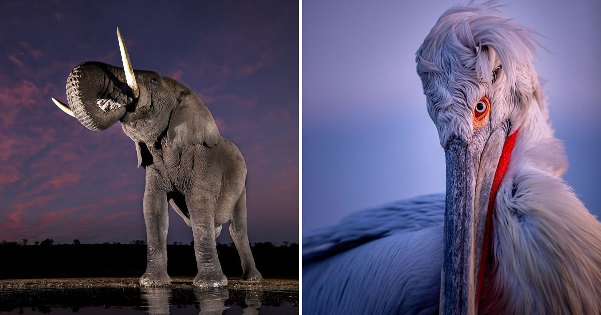 32 registros incríveis que provam por que Sean Weekly é um mestre da fotografia animal
