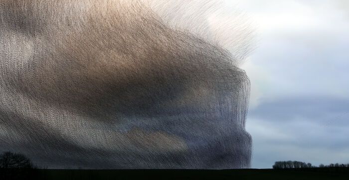 A dança hipnotizante dos estorninhos: Como uma cientista captura esse espetáculo no céu (20 fotos) 2