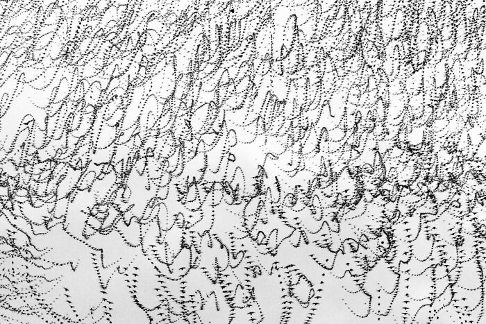 A dança hipnotizante dos estorninhos: Como uma cientista captura esse espetáculo no céu (20 fotos) 11