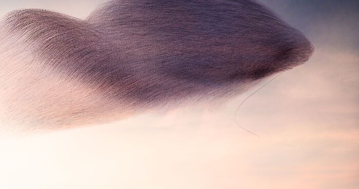 A dança hipnotizante dos estorninhos: Como uma cientista captura esse espetáculo no céu (20 fotos) 13