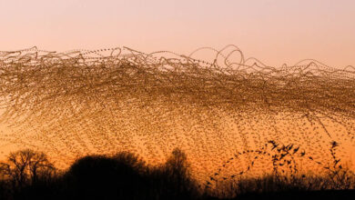 A dança hipnotizante dos estorninhos: Como uma cientista captura esse espetáculo no céu (20 fotos) 6