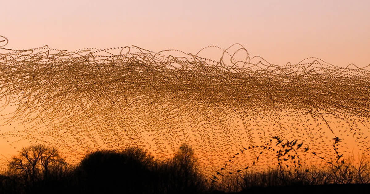 A dança hipnotizante dos estorninhos: Como uma cientista captura esse espetáculo no céu (20 fotos)