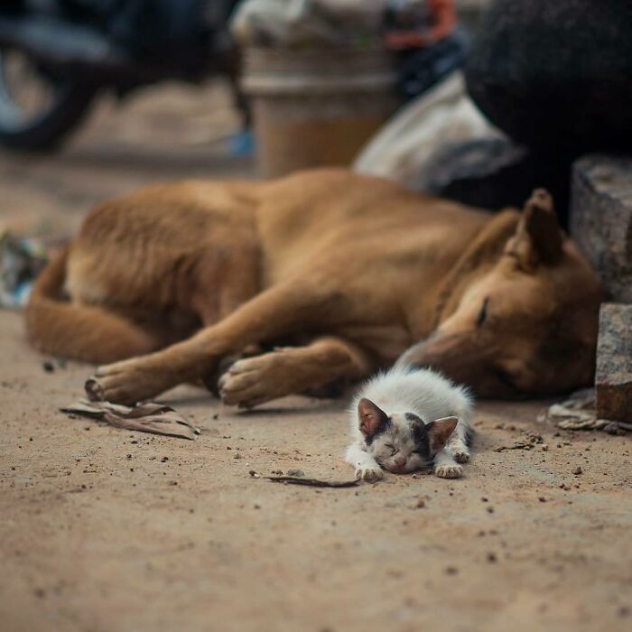 A fotografia encantadora de Guru Charan: Capturando a alma dos animais (30 fotos) 1