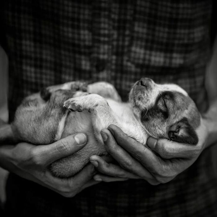 A fotografia encantadora de Guru Charan: Capturando a alma dos animais (30 fotos) 2