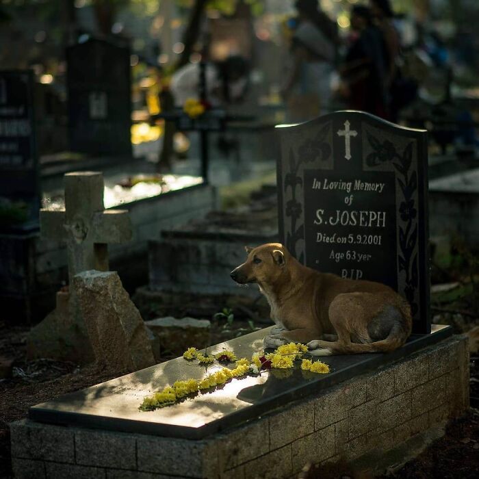A fotografia encantadora de Guru Charan: Capturando a alma dos animais (30 fotos) 3