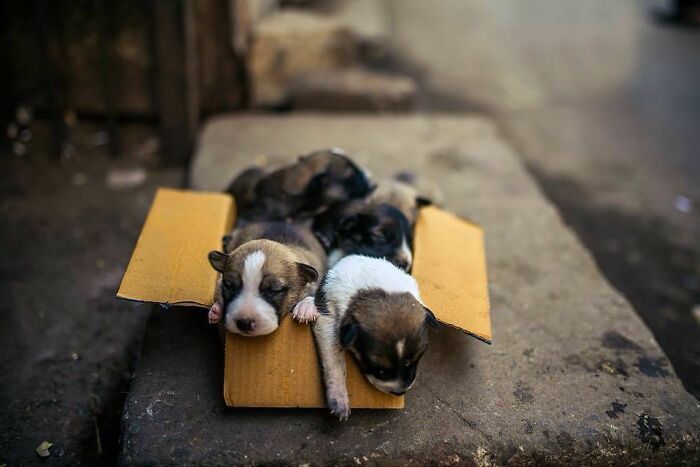A fotografia encantadora de Guru Charan: Capturando a alma dos animais (30 fotos) 5