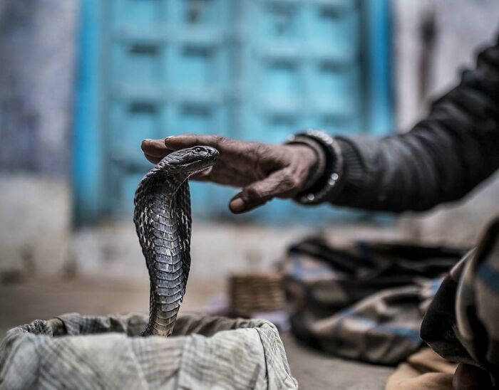 A fotografia encantadora de Guru Charan: Capturando a alma dos animais (30 fotos) 8