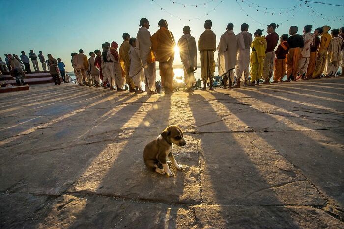 A fotografia encantadora de Guru Charan: Capturando a alma dos animais (30 fotos) 11