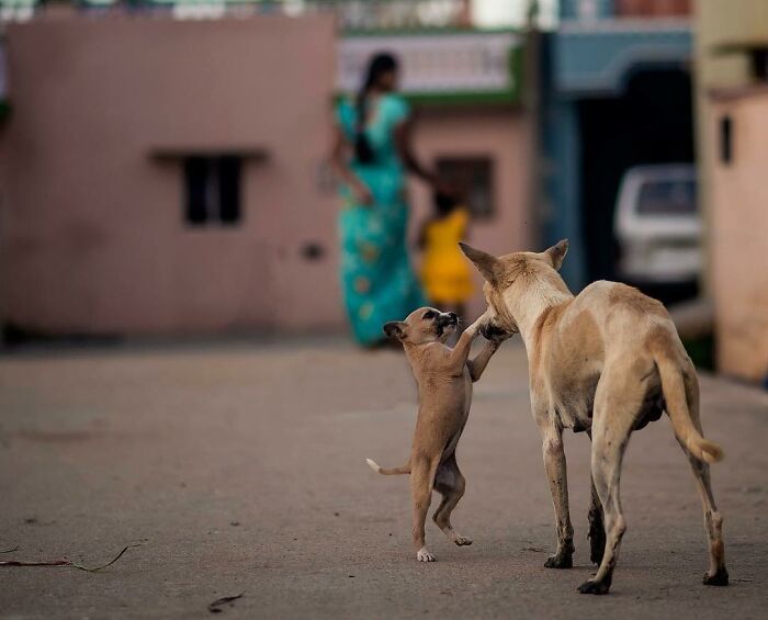 A fotografia encantadora de Guru Charan: Capturando a alma dos animais (30 fotos) 12