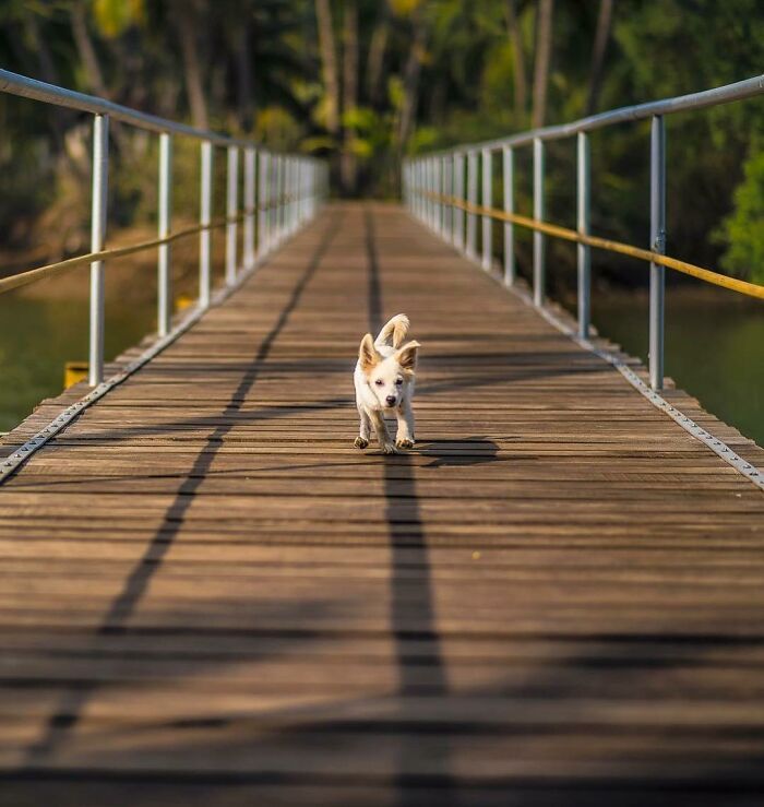 A fotografia encantadora de Guru Charan: Capturando a alma dos animais (30 fotos) 13
