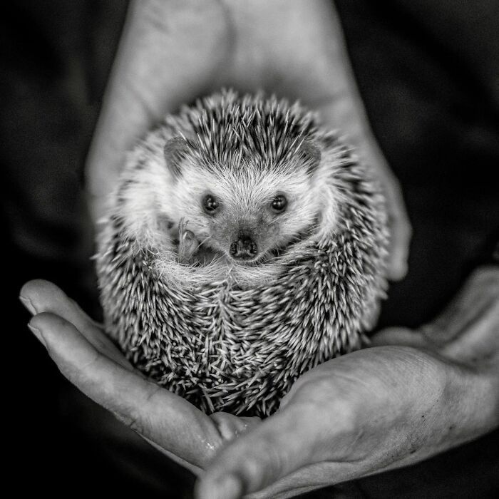 A fotografia encantadora de Guru Charan: Capturando a alma dos animais (30 fotos) 17