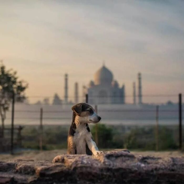 A fotografia encantadora de Guru Charan: Capturando a alma dos animais (30 fotos) 19