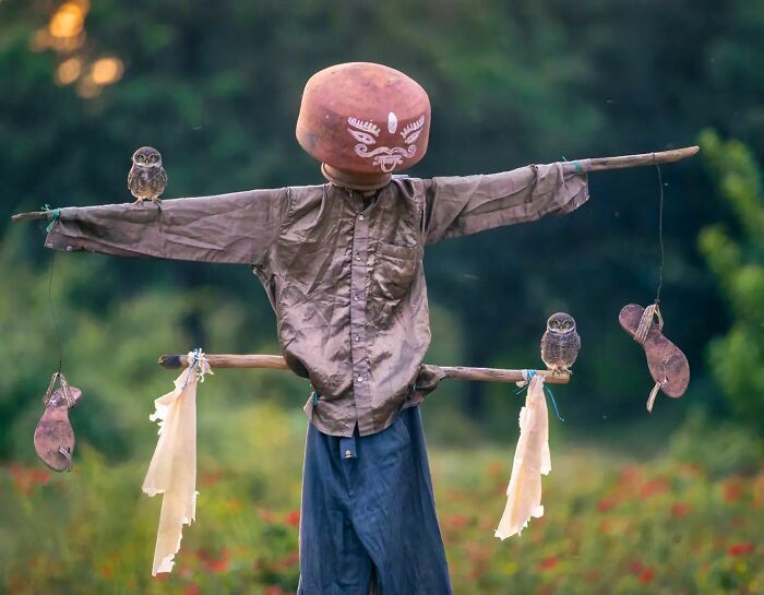 A fotografia encantadora de Guru Charan: Capturando a alma dos animais (30 fotos) 20