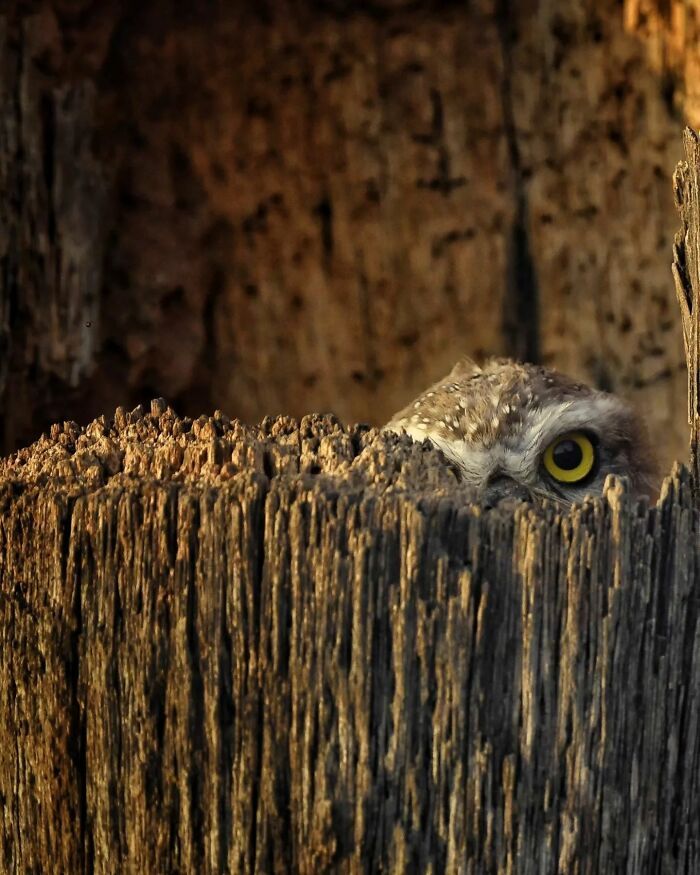 A fotografia encantadora de Guru Charan: Capturando a alma dos animais (30 fotos) 21