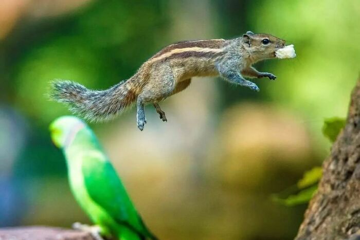 A fotografia encantadora de Guru Charan: Capturando a alma dos animais (30 fotos) 23