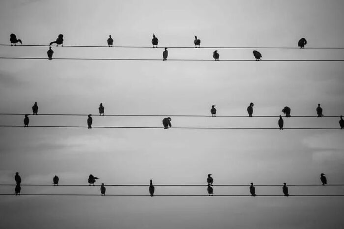 A fotografia encantadora de Guru Charan: Capturando a alma dos animais (30 fotos) 24