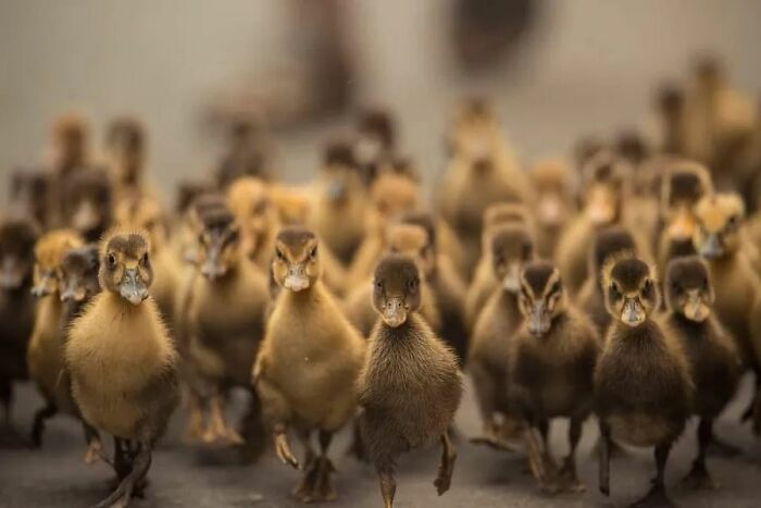 A fotografia encantadora de Guru Charan: Capturando a alma dos animais (30 fotos) 25