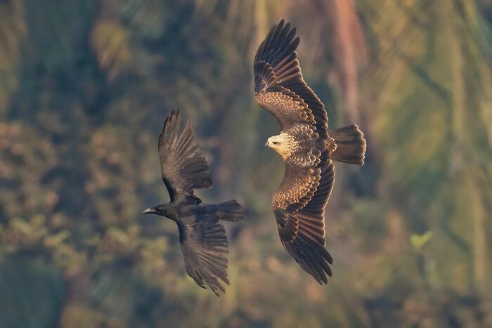 A fotografia encantadora de Guru Charan: Capturando a alma dos animais (30 fotos) 27