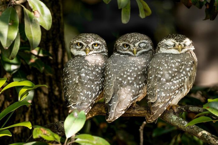 A fotografia encantadora de Guru Charan: Capturando a alma dos animais (30 fotos) 28