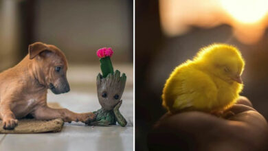 A fotografia encantadora de Guru Charan: Capturando a alma dos animais (30 fotos) 6