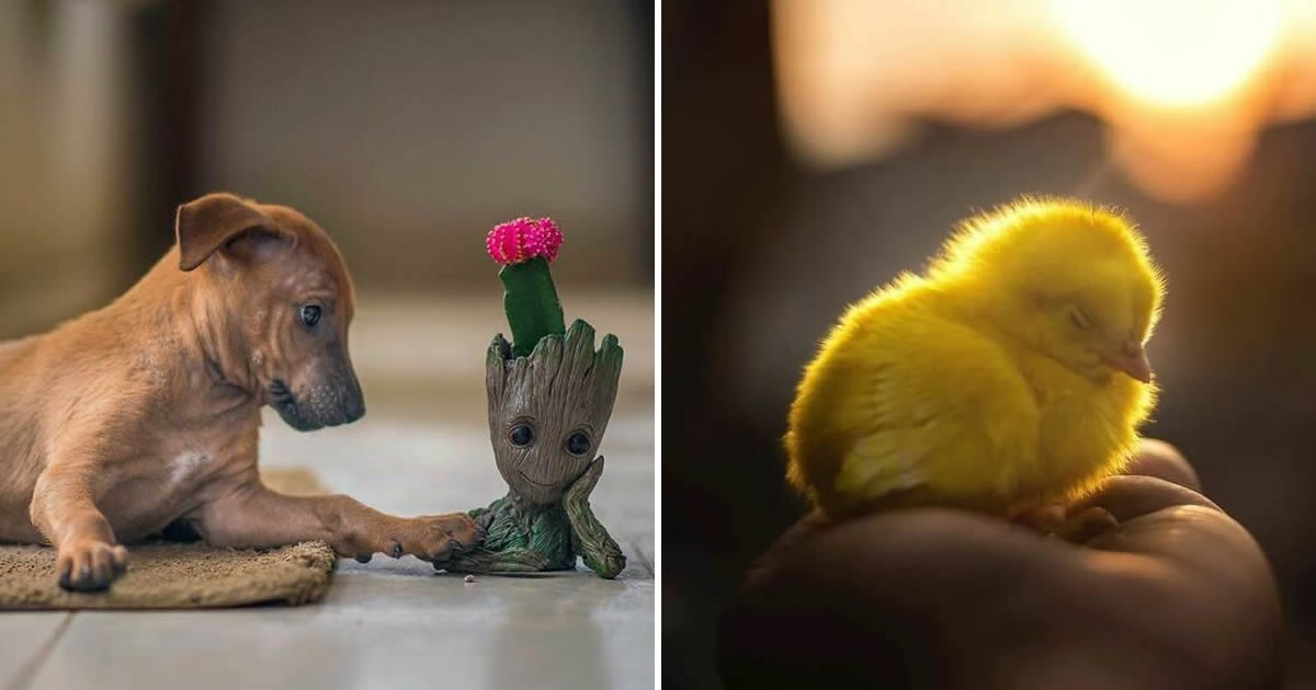 A fotografia encantadora de Guru Charan: Capturando a alma dos animais (30 fotos)