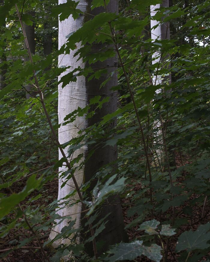 As coincidências surpreendentes capturadas pelas lentes de Denis Cherim (34 fotos) 13