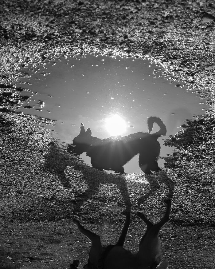 As coincidências surpreendentes capturadas pelas lentes de Denis Cherim (34 fotos) 24