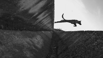 As coincidências surpreendentes capturadas pelas lentes de Denis Cherim (34 fotos) 48