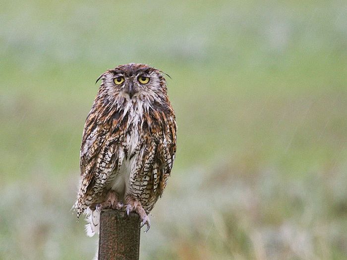 Corujas molhadas: 23 fotos hilárias que mostram o lado mais mal-humorado dessas aves 13