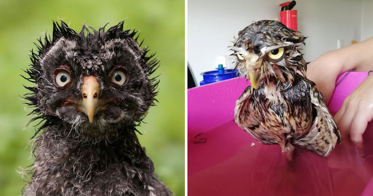 Corujas molhadas: 23 fotos hilárias que mostram o lado mais mal-humorado dessas aves