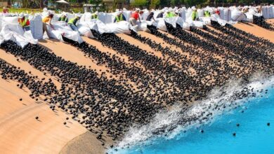 Eles jogaram 96 milhões de bolas em um lago, meses depois lutaram para remover tudo 7