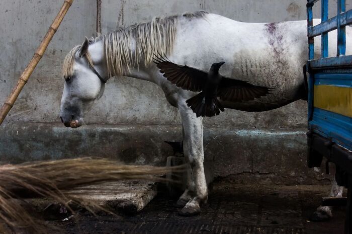 Md Enamul Kabir: A fotografia de rua que captura a alma do cotidiano ( 30 fotos) 28