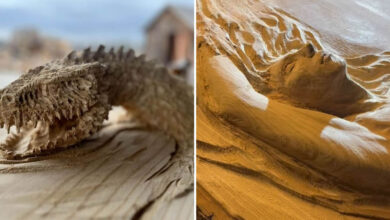 Scott Dow: O artista que transforma troncos em obras-primas com uma motosserra (20 fotos) 51