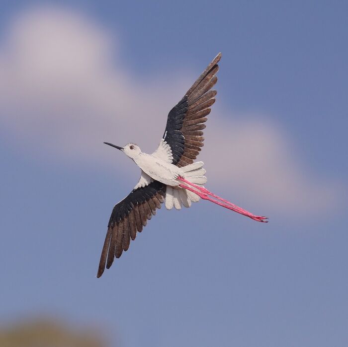 The Paper Ark: Arte em papel que celebra a fragilidade da vida selvagem (32 fotos) 2