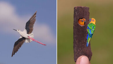 The Paper Ark: Arte em papel que celebra a fragilidade da vida selvagem (32 fotos) 10