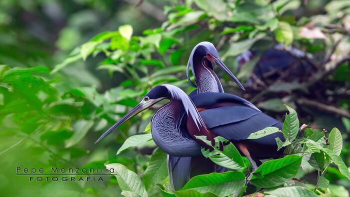 A beleza selvagem através das lentes de Pepe Manzanilla (21 fotos) 14