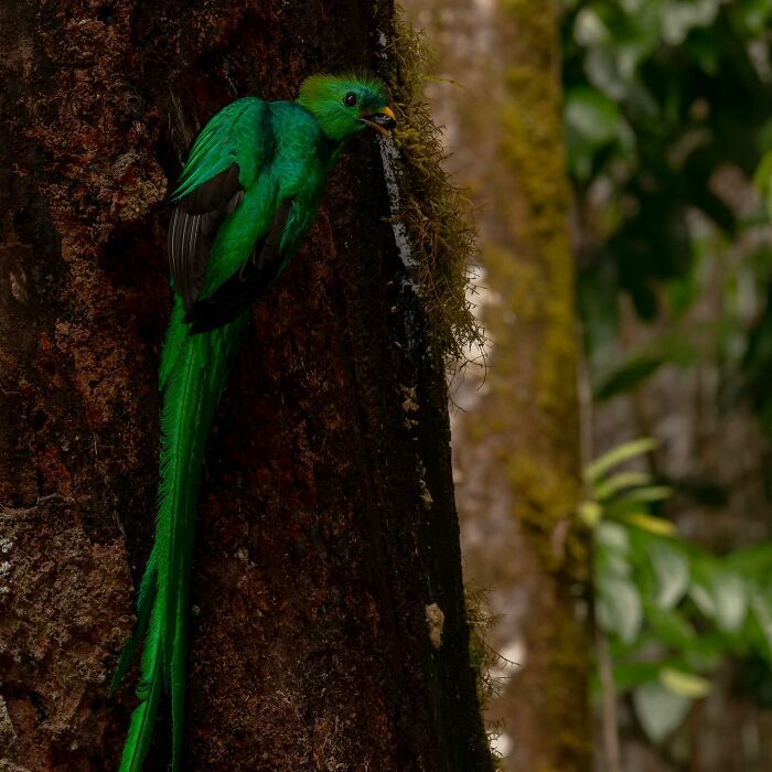 A beleza selvagem através das lentes de Pepe Manzanilla (21 fotos) 16