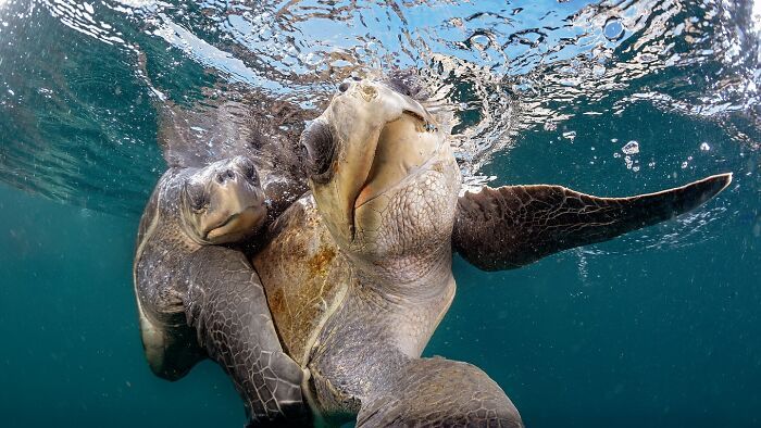 A beleza selvagem através das lentes de Pepe Manzanilla (21 fotos) 17
