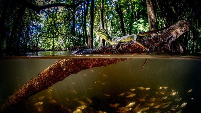 A beleza selvagem através das lentes de Pepe Manzanilla (21 fotos) 21