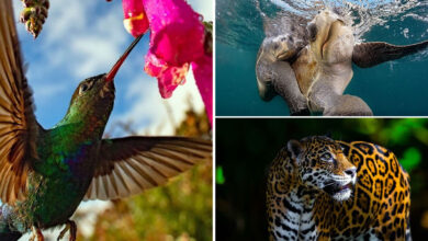 A beleza selvagem através das lentes de Pepe Manzanilla (21 fotos) 5