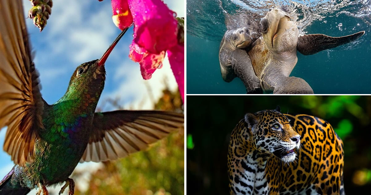 A beleza selvagem através das lentes de Pepe Manzanilla (21 fotos)