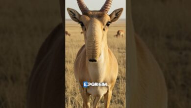 3 animais que parecem bugs da natureza (Mas são reais!) 3