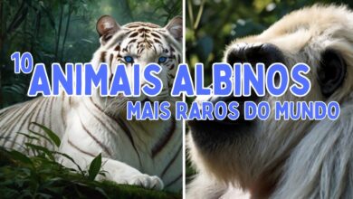 10 animais albinos mais raros do mundo: Beleza, curiosidades e mistérios da natureza 10